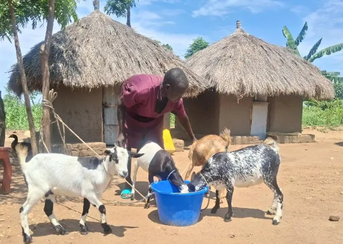 Person feeding goats near thatch-roofed homes